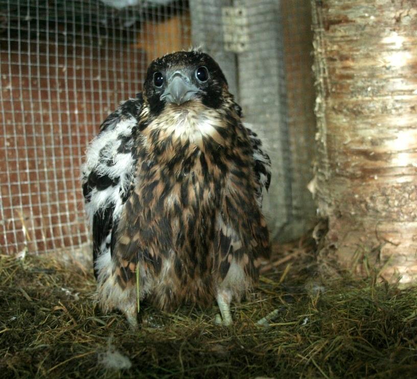 Young Peregrine Falcon